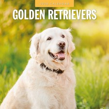 Golden Retrievers 2026 Square
