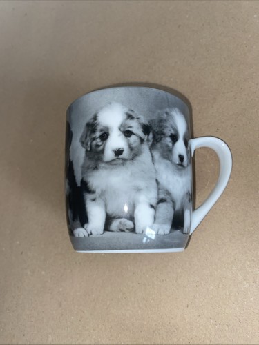 Gorgeous border collie fluffy - collie,