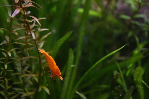 Orange shrimp cherry - orange,