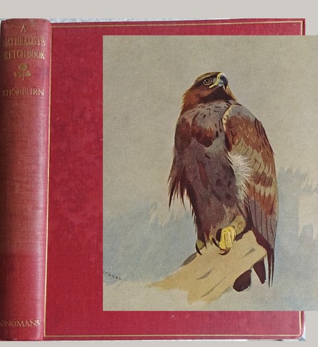 1919 naturalists sketchbook - 1919,