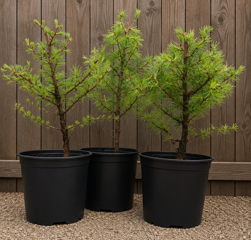 Japanese larch tree 3ft - japanese, tree,