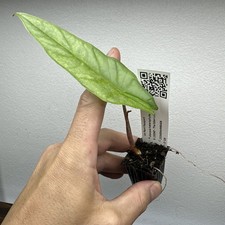 Alocasia heterophylla metallic - alocasia,