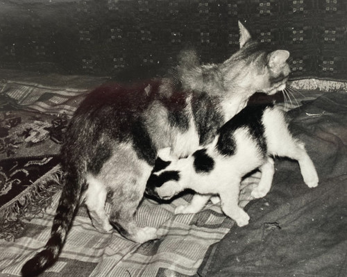 Snapshot beautiful cat - cat, feeds