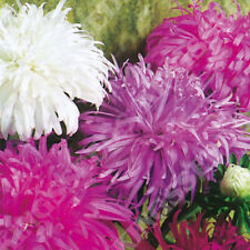 +200 x Aster Ostrich Plume mixed seeds. Cutting flower. Bee friendly. 