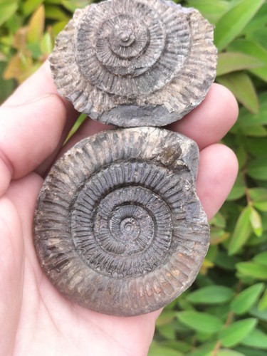 Wow dactylioceras pos neg - sp,