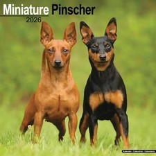 Miniature Pinscher Calendar