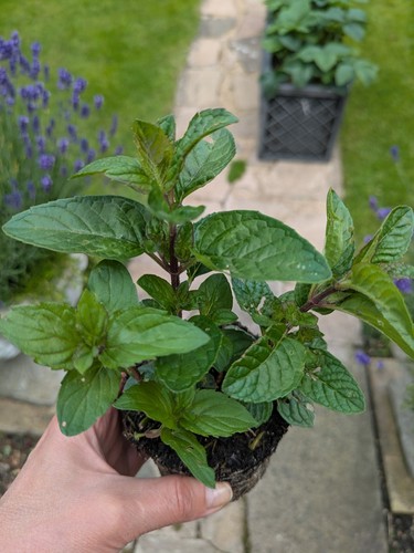 Blackcurrant mint aromatic - -,
