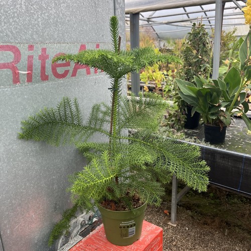 Araucaria heterophylla - ,