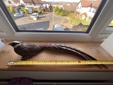 Bossons Fraser Art Reeves's pheasant Figurine. Wall Mounted or Free Standing