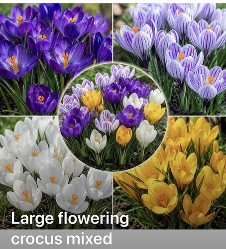Crocus large spring - crocus,