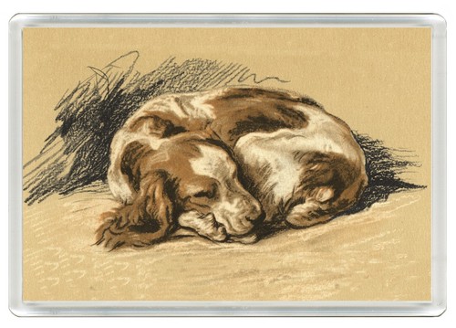 Welsh springer spaniel dog - welsh,