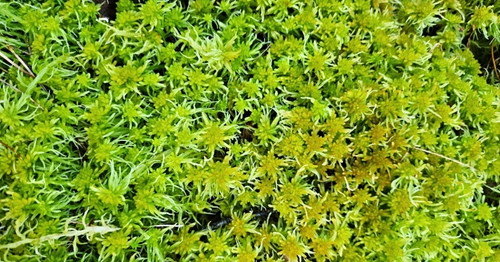 Fresh irish sphagnum - irish,