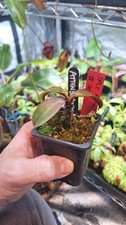 Nepenthes Attenboroughii , seed grown,  sale plant 70