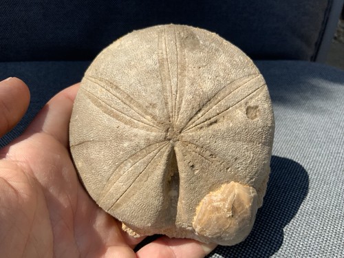 Fossil sea urchin clypeus - sea,