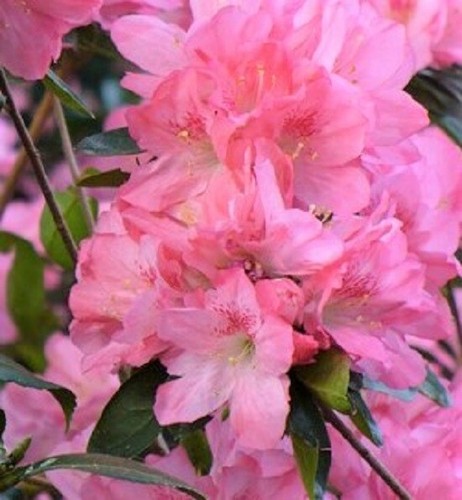 Hampton beauty - hampton, (