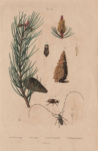 Scots pine red - scots, pine.