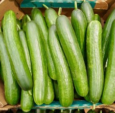 Vegetable - Cucumber - Marketmore - 30 Seeds - Vegetable Seeds
