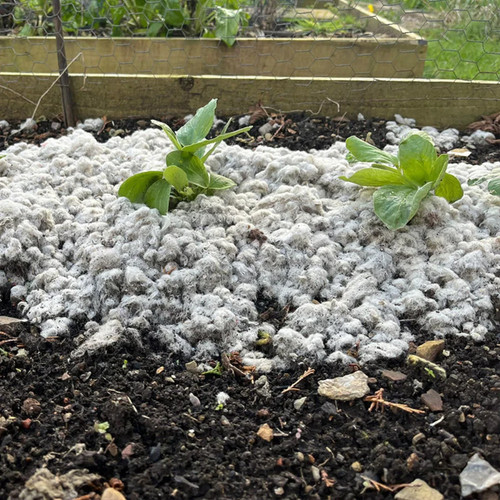 Wool mulch for - mulch, plants