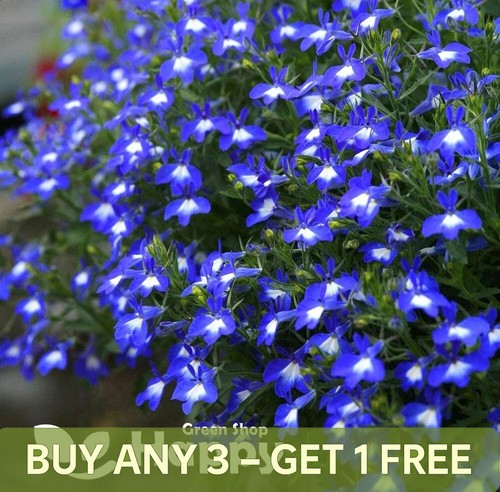 Trailing lobelia cascade blue - trailing,
