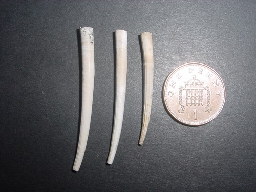 Bartonian eocene dentalium - 3,