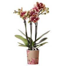 Orchid Phalaenopsis Spain Moth