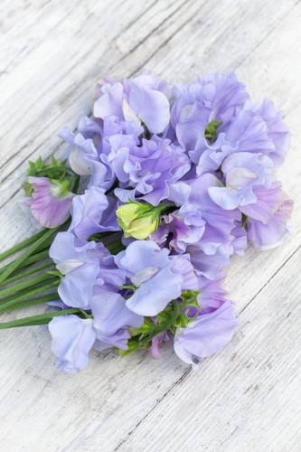 Specialist sweet pea plug - x,