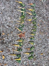 ferreting Nets Ferret Bundle