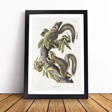 Hare Squirrels Framed Canvas