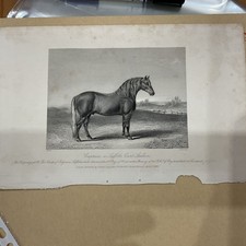 ANTIQUE HORSE PRINT 1842