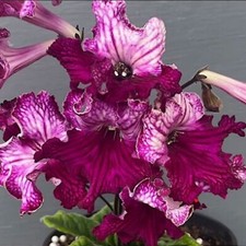 Streptocarpus OD-Cipa-Plug