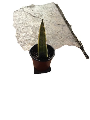 Snake plant sansevieria - snake, (sansevieria