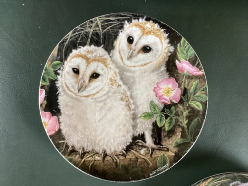 Barn owl chicks - barn,