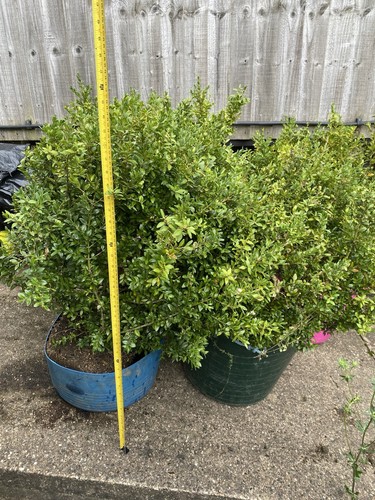 Large healthy box trees - 4,