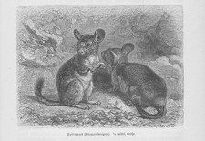 Long-Tailed Chinchilla