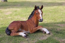 Horse Colt Lying Down Garden