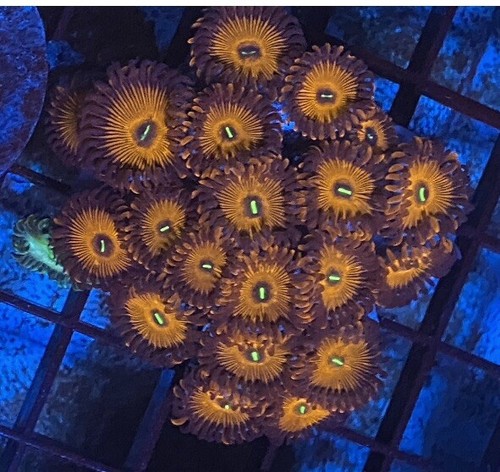 Wysiwyg people eater zoa - wysiwyg,