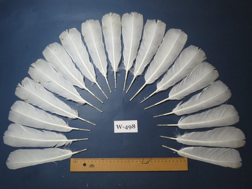 Pcs white turkey tail - white,