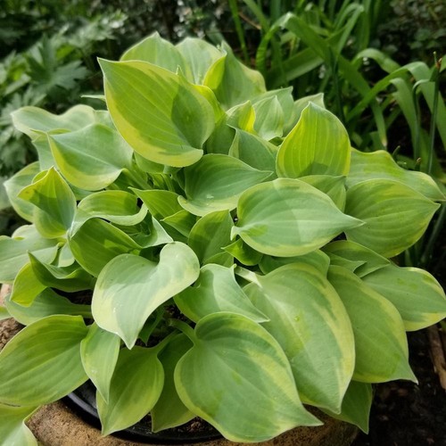 Hosta lakeside scamp - 'lakeside, |