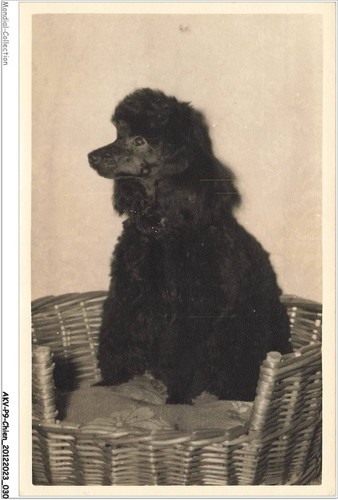 Akvp9 0660 dog - -, black
