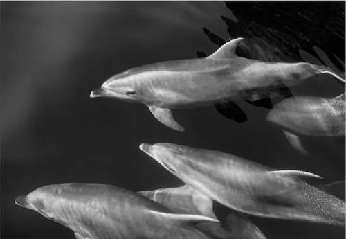 Ikea bjorksta dolphins - ikea,