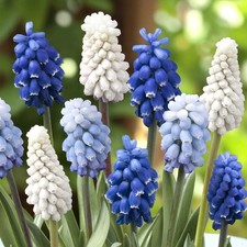 Muscari Grape Hyacinth Spring Bulbs - Hardy Spring Flowering Perennials