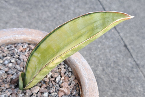 Sansevieria golden wendy - 'golden, wendy'