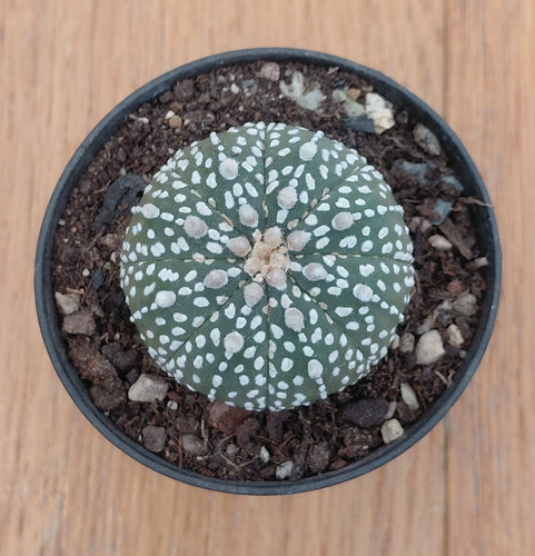 Astrophytum asterias
