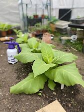 🍃 Amber Leaf Tobacco Seeds