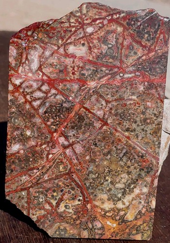 Leopard skin orbicular - skin,