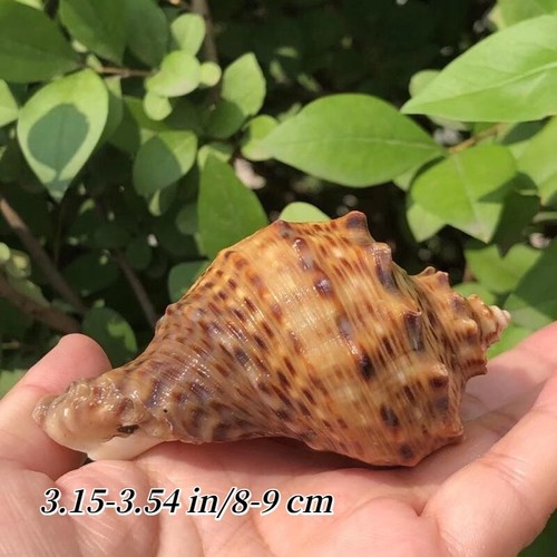 1pcs natural seashell - 1pcs,
