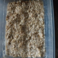 Micro Worms Culture Bedding  +