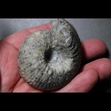 Cadoceras sublaeve - British