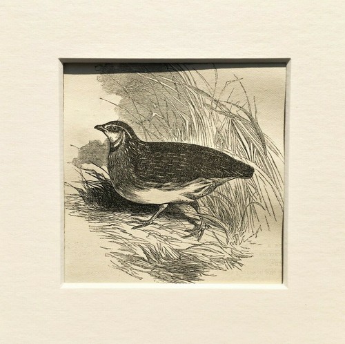 Quail bird print c 1880 - print, c.1880