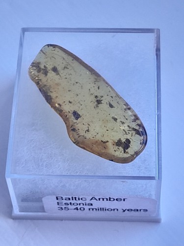Eocene baltic amber - eocene,